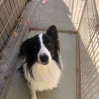 ボーダーコリーの里親募集 - 犬