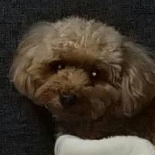 犬友達募集