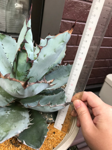 アガベ チタノタ ブラック＆ブルー