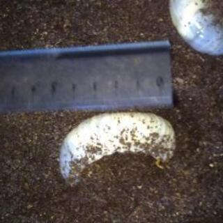 カブトムシ幼虫1頭50円