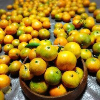 採れたて 新鮮！無農薬 柑橘 お試し 3種類セットの画像