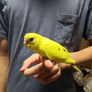 黄色い　セキセイインコ探してます。