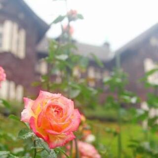 11/22(日) 📷️旧古河庭園に薔薇を見に行きませんか？