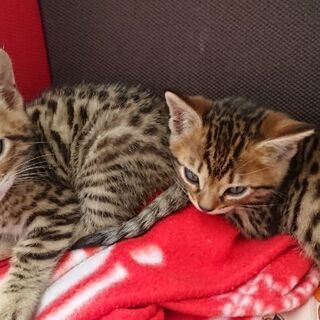 変わった柄と白猫 生後２ヶ月