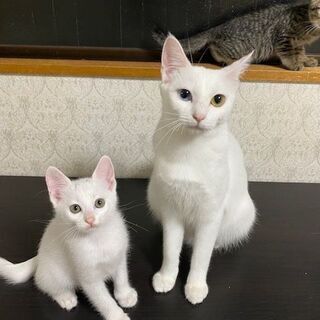 保護猫・にゃんこ　ゆるやか譲渡会in神戸