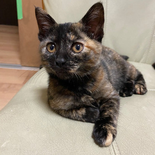 3～4ヶ月の子猫