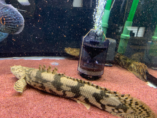 大型熱帯魚、アロワナ、ポリプ、トーマン