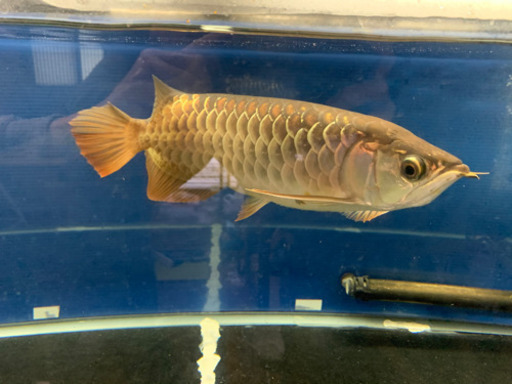 大型熱帯魚、アロワナ、foreverファームの過背金龍