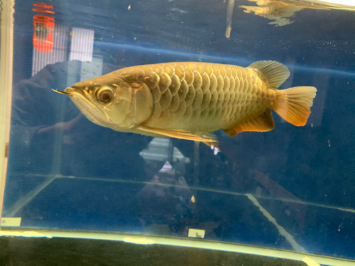 大型熱帯魚、アロワナ、foreverファームの過背金龍