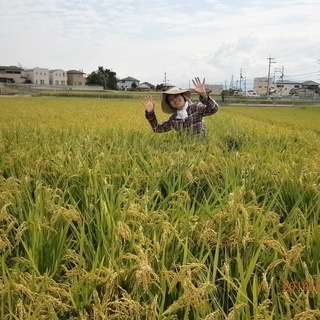 令和元年キヌヒカリ米除草剤無いし10KG🌾🌈３０００円