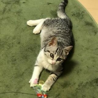 好奇心旺盛のサバシロ仔猫