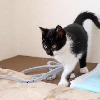 甘えん坊の優しい白黒仔猫