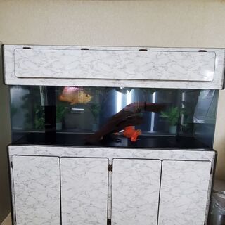 完売　大型水槽　60✖️60✖️1800