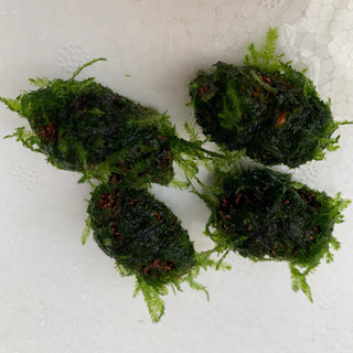 ヤシャブシ モスボール 1個の画像