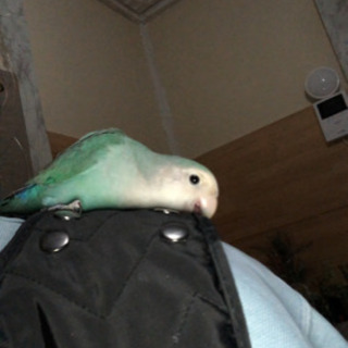 仕切り付鳥籠