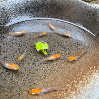 楊貴妃透明鱗メダカ　成魚1匹