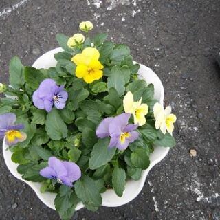 ビオラ鉢植え 1番