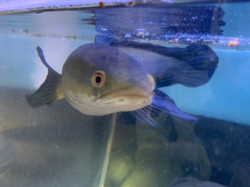 取引中チャンナメラノプテルス 約30cm