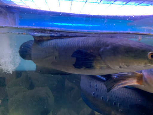取引中チャンナメラノプテルス 約30cm