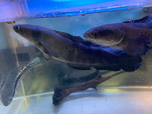 取引中チャンナメラノプテルス 約30cm