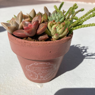 多肉植物寄せ植え