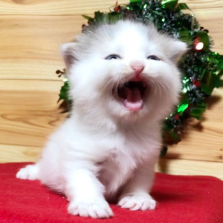 Ｃat's愛からお知らせです。