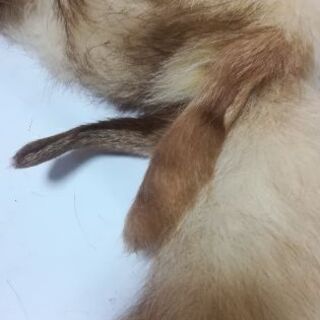 ショールの画像