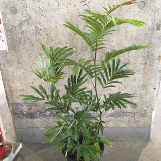 観葉植物　エバーフレッシュ