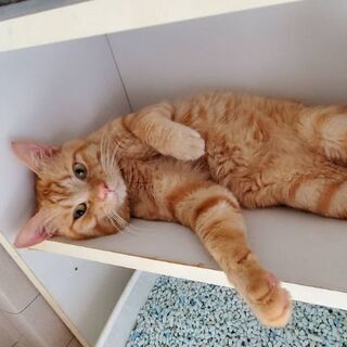 ３匹の里親募集！(2匹里親決定しました！) - 猫