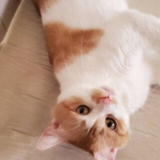 ３匹の里親募集！(2匹里親決定しました！)の画像