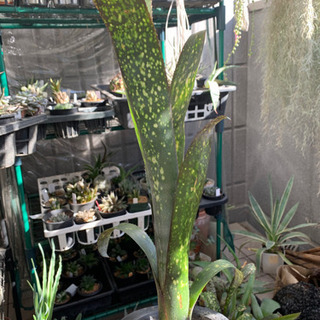 ビルベルギア　タンクブロメリア　植物　の画像