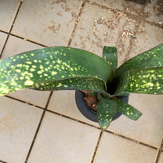 ビルベルギア　タンクブロメリア　植物　の画像