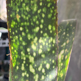 ビルベルギア　タンクブロメリア　植物　の画像