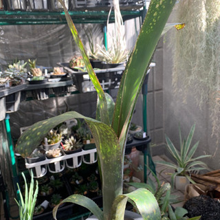 ビルベルギア　タンクブロメリア　植物　の画像