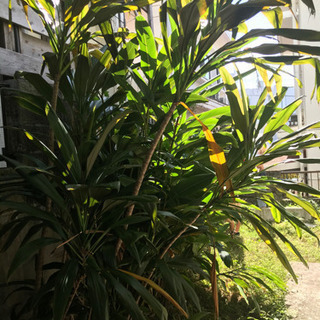 植物