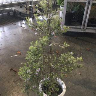 観葉植物　ウエストリンギア白