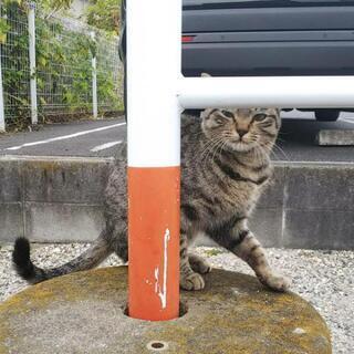 ≪保護でき次第、募集再開します≫キジトラの猫ちゃん