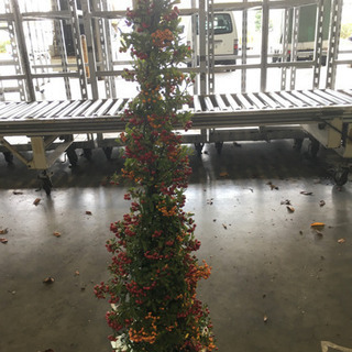 観葉植物　ピラカンサス