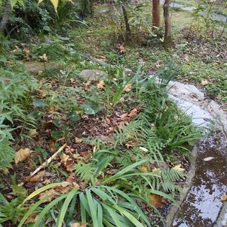 自然風（雑木）の庭に興味がる方、お話ししませんか。 - 熊本市