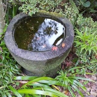 自然風（雑木）の庭に興味がる方、お話ししませんか。 − 熊本県