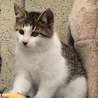 白キジ 3カ月ぐらい 男の子（里親決まりました）