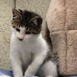 白キジ 3カ月ぐらい 男の子（里親決まりました） - 高島市