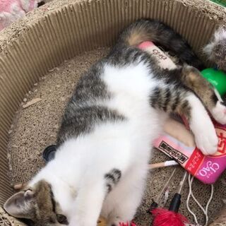 白キジ 3カ月ぐらい 男の子（里親決まりました） - 猫
