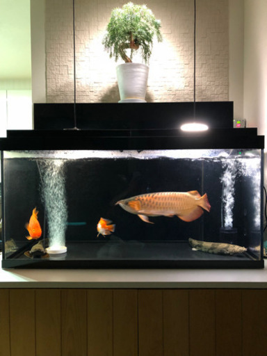 水槽水槽一式エンドリケリーエンドリケリー2匹パイロットファイヤー