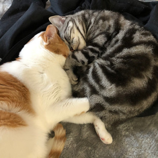 【多頭飼い可能な方】仲良し3匹(3歳)去勢避妊ワクチン済み