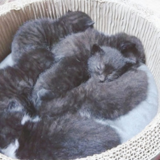 仔猫6匹生後1ヶ月半＆優しい母猫