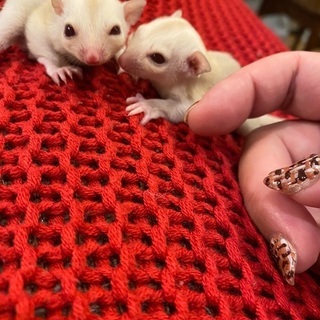 激レア！ペットショップでは売っていないカラーのフクロモモンガ ♡の画像