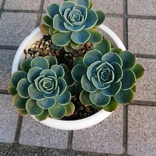 七福神3株寄せ植え