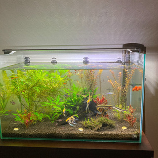 熱帯魚水槽で育った水草