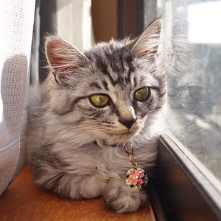 ぼたん♀ 保護猫　約5ヶ月　寄付、援助希望